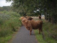 Scottish cattle on cycle track in nature reserve Hijkerveld, Drenthe, Netherlands  Scottish cattle on cycle track in nature reserve Hijkerveld, Drenthe, Netherlands : hijkerveld, Midden-Drenthe, Drenthe, Netherlands, Europe, european, Dutch, nature, natural, rural landscape, rural, rural scene, non-urban scene, tree, trees, heathland, summer, summertime, outside, outdoor, outdoors, no people, nobody, nature reserve, scottish, cattle, cycle track, cycle path, path, road, asphalt