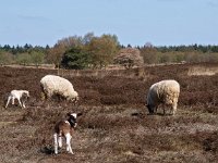 NL, Drenthe, Midden-Drenthe, Hijkerveld 3, Saxifraga-Hans Dekker