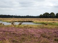 Mere in heathland nature reserve Hijkerveld, Drenthe, Netherlands  Mere in heathland nature reserve Hijkerveld, Drenthe, Netherlands : mere, lake, water, heath, heather, hijkerveld, Midden-Drenthe, Drenthe, Netherlands, Europe, european, Dutch, nature, natural, rural landscape, rural, rural scene, non-urban scene, tree, trees, heathland, summer, summertime, outside, outdoor, outdoors, no people, nobody, nature reserve, sky, cloudy, clouds