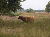 Scottish cow in heathland nature reserve Hijkerveld, Drenthe, Netherlands  Scottish cow in heathland nature reserve Hijkerveld, Drenthe, Netherlands : hijkerveld, Midden-Drenthe, Drenthe, Netherlands, Europe, european, Dutch, nature, natural, rural landscape, rural, rural scene, non-urban scene, tree, trees, heathland, summer, summertime, outside, outdoor, outdoors, no people, nobody, nature reserve, scottish cow, cow, cattle, purple moorgrass, Molinia caerulea, molinia, grass, grassy, grazing, animal, life stock