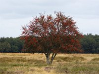 Red colored Hawthorn (Crataegus monogyna) on heathland nature reserve Hijkerveld, Drenthe, Netherlands  Red colored Hawthorn (Crataegus monogyna) on heathland nature reserve Hijkerveld, Drenthe, Netherlands : heath, heather, hijkerveld, Midden-Drenthe, Drenthe, Netherlands, Europe, european, Dutch, nature, natural, rural landscape, rural, rural scene, non-urban scene, tree, trees, heathland, summer, summertime, outside, outdoor, outdoors, no people, nobody, nature reserve, hawthorn, Crataegus monogyna, red, colored, color, purple moorgrass, Molinia caerulea, molinia, grass, grassy