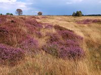 NL, Drenthe, Midden-Drenthe, Holtherzand 2, Saxifraga-Hans Dekker