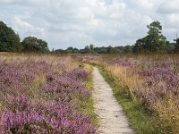 Footpath through heathland nature reserve Groote Zand, Hooghalen, Drenthe, Netherlands  Footpath through heathland nature reserve Groote Zand, Hooghalen, Drenthe, Netherlands : heathland, nature reserve, nature protection, heather, tree, trees, rural, rural landscape, rural scene, non-urban landscape, non-urban scene, land, summer, summertime, season, sky, cloud, clouds, clouded, outside, outdoor, outdoors, no people, nobody, Dutch, Holland, landscape, europe, european, Groote Zand, Hooghalen, Midden-Drenthe, Drenthe, path, footpath, track