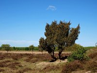 NL, Drenthe, Midden-Drenthe, Hullenzand 1, Saxifraga-Hans Dekker