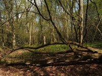 NL, Drenthe, Midden-Drenthe, Mantingerbos 15, Saxifraga-Hans Dekker