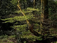 NL, Drenthe, Midden-Drenthe, Mantingerbos 21, Saxifraga-Hans Dekker