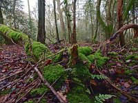 NL, Drenthe, Midden-Drenthe, Mantingerbos 23, Saxifraga-Hans Dekker