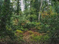 NL, Drenthe, Midden-Drenthe, Mantingerbos 26, Saxifraga-Hans Dekker