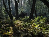 NL, Drenthe, Midden-Drenthe, Mantingerbos 29, Saxifraga-Hans Dekker