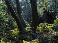 NL, Drenthe, Midden-Drenthe, Mantingerbos 30, Saxifraga-Hans Dekker