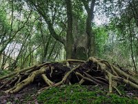 NL, Drenthe, Midden-Drenthe, Mantingerbos 31, Saxifraga-Hans Dekker