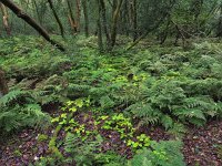 NL, Drenthe, Midden-Drenthe, Mantingerbos 35, Saxifraga-Hans Dekker