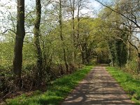 NL, Drenthe, Midden-Drenthe, Mantingerbos 9, Saxifraga-Hans Dekker