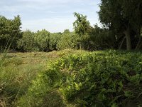 NL, Drenthe, Midden-Drenthe, Mantingerveld 1, Saxifraga-Willem van Kruijsbergen