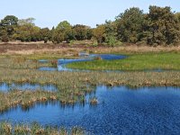 NL, Drenthe, Midden-Drenthe, Mantingerveld 18, Saxifraga-Hans Dekker