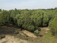 NL, Drenthe, Midden-Drenthe, Mantingerveld 2, Saxifraga-Willem van Kruijsbergen