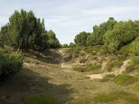 NL, Drenthe, Midden-Drenthe, Mantingerveld 6, Saxifraga-Willem van Kruijsbergen