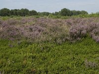 NL, Drenthe, Midden-Drenthe, Mantingerveld, Achterste Veld 1, Saxifraga-Willem van Kruijsbergen