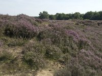 NL, Drenthe, Midden-Drenthe, Mantingerveld, Achterste Veld 11, Saxifraga-Willem van Kruijsbergen