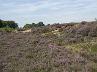 NL, Drenthe, Midden-Drenthe, Mantingerveld, Achterste Veld 12, Saxifraga-Willem van Kruijsbergen