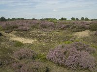 NL, Drenthe, Midden-Drenthe, Mantingerveld, Achterste Veld 6, Saxifraga-Willem van Kruijsbergen