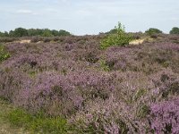 NL, Drenthe, Midden-Drenthe, Mantingerveld, Achterste Veld 7, Saxifraga-Willem van Kruijsbergen