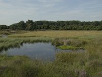 NL, Drenthe, Midden-Drenthe, Mantingerveld, dobbe 1, Saxifraga-Willem van Kruijsbergen