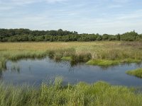 NL, Drenthe, Midden-Drenthe, Mantingerveld, dobbe 5, Saxifraga-Willem van Kruijsbergen