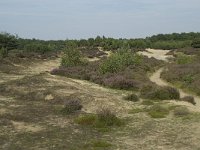 NL, Drenthe, Midden-Drenthe, Mantingerzand 18, Saxifraga-Willem van Kruijsbergen