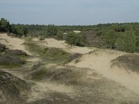 NL, Drenthe, Midden-Drenthe, Mantingerzand 20, Saxifraga-Willem van Kruijsbergen