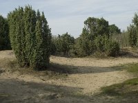 NL, Drenthe, Midden-Drenthe, Mantingerzand 22,Saxifraga-Willem van Kruijsbergen