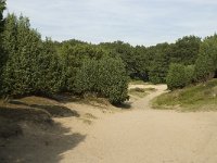 NL, Drenthe, Midden-Drenthe, Mantingerzand 23,Saxifraga-Willem van Kruijsbergen