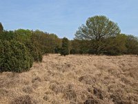 NL, Drenthe, Midden-Drenthe, Mantingerzand 26, Saxifraga-Hans Dekker