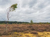 NL, Drenthe, Midden-Drenthe, Mantingerzand 42, Saxifraga-Hans Dekker