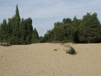 NL, Drenthe, Midden-Drenthe, Mantingerzand 6, Saxifraga-Willem van Kruijsbergen