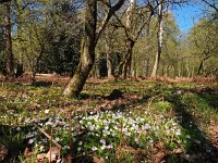 NL, Drenthe, Midden-Drenthe, Oosterholten 3, Saxifraga-Hans Dekker