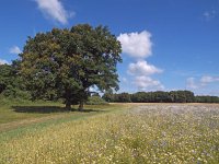 NL, Drenthe, Midden-Drenthe, Orvelte 11, Saxifraga-Hans Dekker