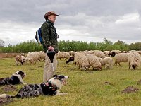 NL, Drenthe, Midden-Drenthe, Orvelte 50, Saxifraga-Hans Dekker