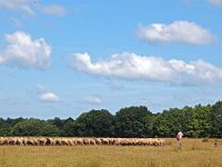 NL, Drenthe, Midden-Drenthe, Orvelte 66, Saxifraga-Hans Dekker