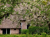 NL, Drenthe, Midden-Drenthe, Orvelte 76, Saxifraga-Hans Dekker