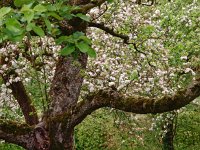 NL, Drenthe, Midden-Drenthe, Orvelte 77, Saxifraga-Hans Dekker