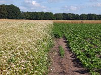 NL, Drenthe, Midden-Drenthe, Orvelte, Noordes 5, Saxifraga-Hans Dekker