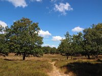 NL, Drenthe, Midden-Drenthe, Orvelte, Orvelterzand 1, Saxifraga-Hans Dekker