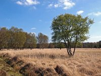 NL, Drenthe, Midden-Drenthe, Orvelte, Orvelterzand 6, Saxifraga-Hans Dekker