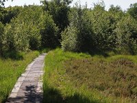 NL, Drenthe, Midden-Drenthe, Reijntjesveld 1, Saxifraga-Hans Dekker