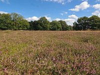 NL, Drenthe, Midden-Drenthe, Rustveld Orvelte 2, Saxifraga-Hans Dekker