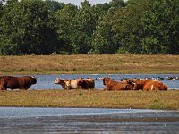 NL, Drenthe, Midden-Drenthe, Scharreveld 3, Saxifraga-Hans Dekker