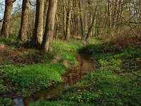 NL, Drenthe, Midden-Drenthe, Smalbroekerloopje 1, Saxifraga-Hans Dekker