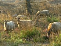 NL, Drenthe, Midden-Drenthe, Spier 4, Saxifraga-Hans Dekker