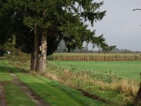 NL, Drenthe, Midden-Drenthe, Witterveld 3, Saxifraga-Hans Dekker